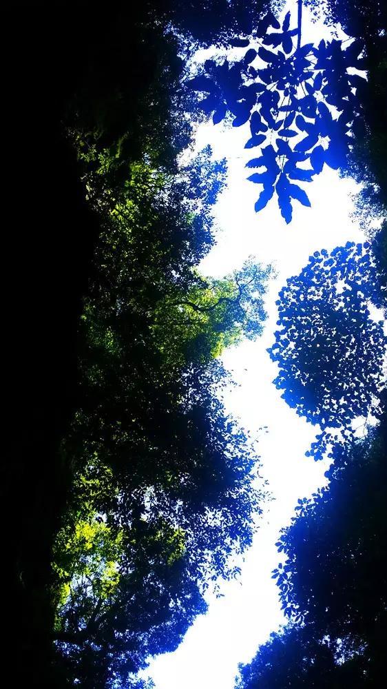 救援袋鼬